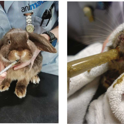 Oxbow Critical Care Herbivore Apple-Banana (141g)